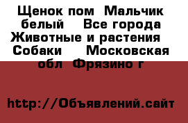 Щенок пом. Мальчик белый  - Все города Животные и растения » Собаки   . Московская обл.,Фрязино г.